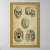 1850  anatomie Afdrukschedel Poster (Voorkant)