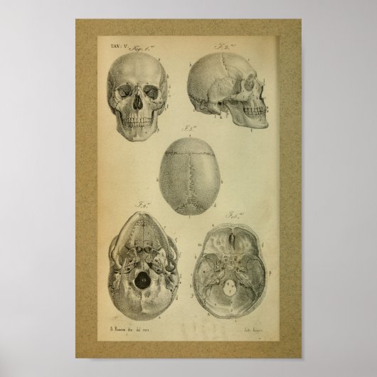 1850 anatomie Afdrukschedel Poster (Voorkant)