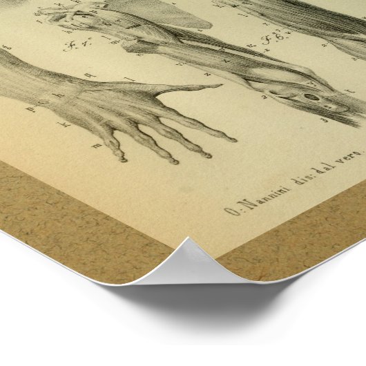 1850  anatomie Afdrukschouderspieren Poster (Hoek)