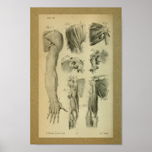 1850  anatomie Afdrukschouderspieren Poster