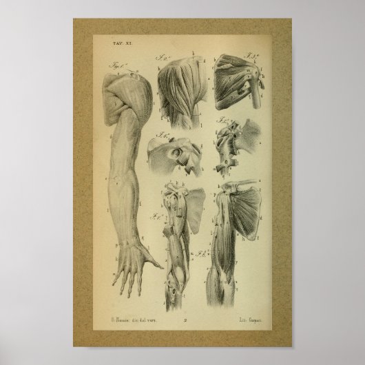 1850  anatomie Afdrukschouderspieren Poster (Voorkant)