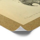 1850  anatomie Afdrukschouderspieren Poster (Hoek)