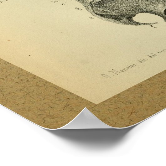 1850 anatomie Afdrukschouderspieren Poster (Hoek)