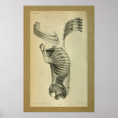 1850  anatomie Afdrukschouderspieren Poster (Voorkant)