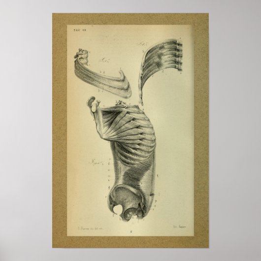 1850  anatomie Afdrukschouderspieren Poster (Voorkant)