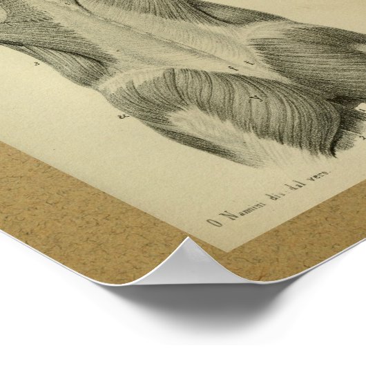 1850  anatomie Afdrukspieren Poster (Hoek)