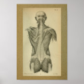 1850  anatomie Afdrukspieren Poster (Voorkant)