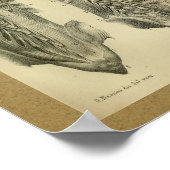 1850 anatomie Afdrukspieren Poster (Hoek)