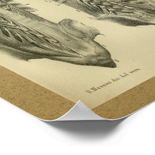 1850  anatomie Afdrukspieren Poster (Hoek)