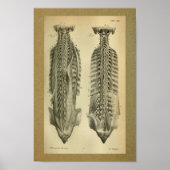 1850  anatomie Afdrukspieren Poster (Voorkant)