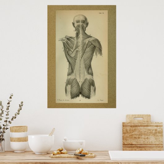 1850  anatomie Afdrukspieren Poster (Keuken)