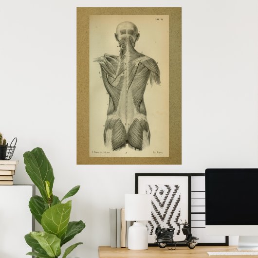 1850  anatomie Afdrukspieren Poster (Thuiskantoor)