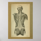 1850  anatomie Afdrukspieren Poster (Voorkant)
