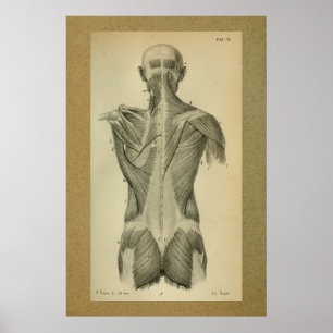 1850  anatomie Afdrukspieren Poster