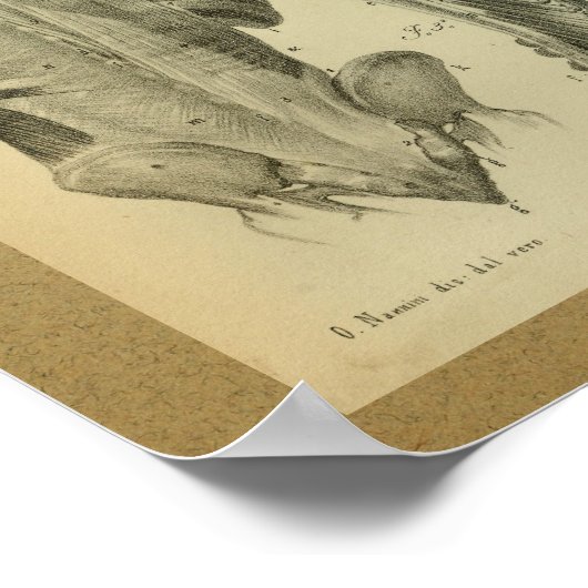 1850  anatomie Afdrukspieren Poster (Hoek)