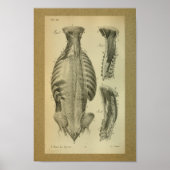 1850  anatomie Afdrukspieren Poster (Voorkant)