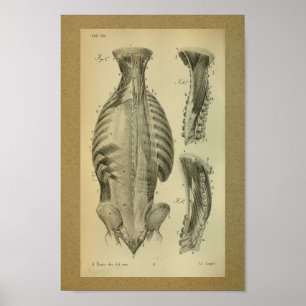 1850  anatomie Afdrukspieren Poster