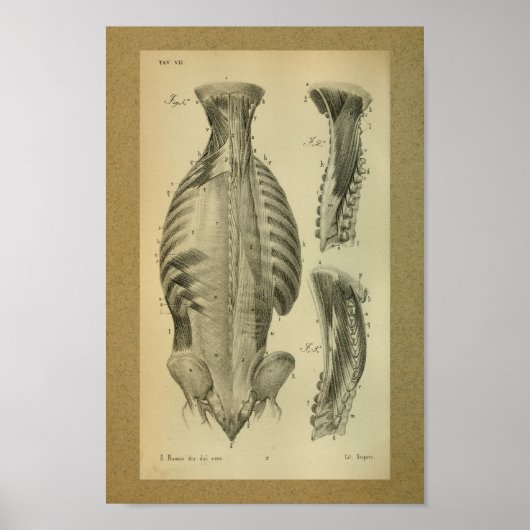 1850  anatomie Afdrukspieren Poster (Voorkant)