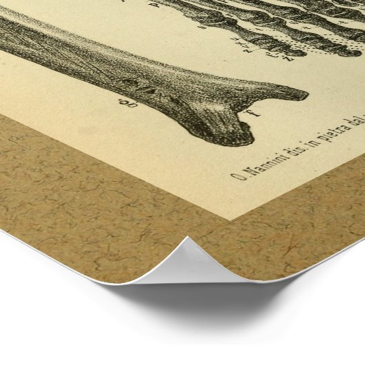 1850  anatomie afdrukventilator poster (Hoek)