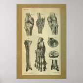 1850  anatomie afdrukventilator poster (Voorkant)