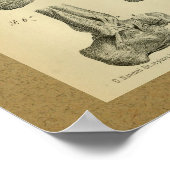 1850  anatomie - Afdrukvoet - sluiting Poster (Hoek)