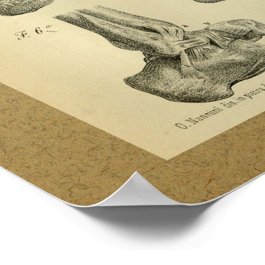 1850  anatomie - Afdrukvoet - sluiting Poster (Hoek)