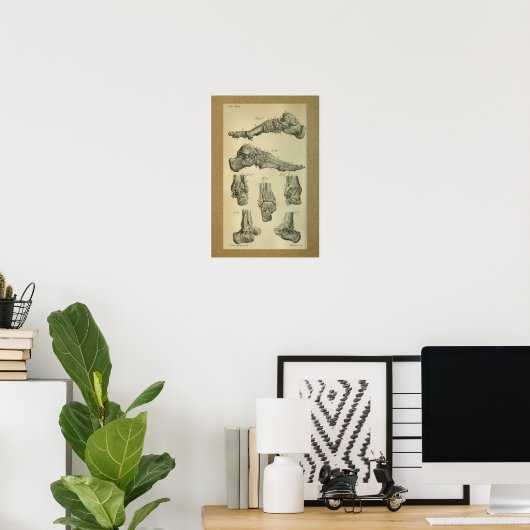 1850  anatomie - Afdrukvoet - sluiting Poster (Thuiskantoor)