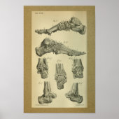 1850  anatomie - Afdrukvoet - sluiting Poster (Voorkant)