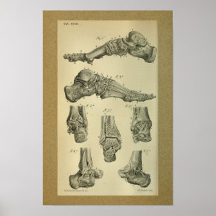 1850 anatomie - Afdrukvoet - sluiting Poster