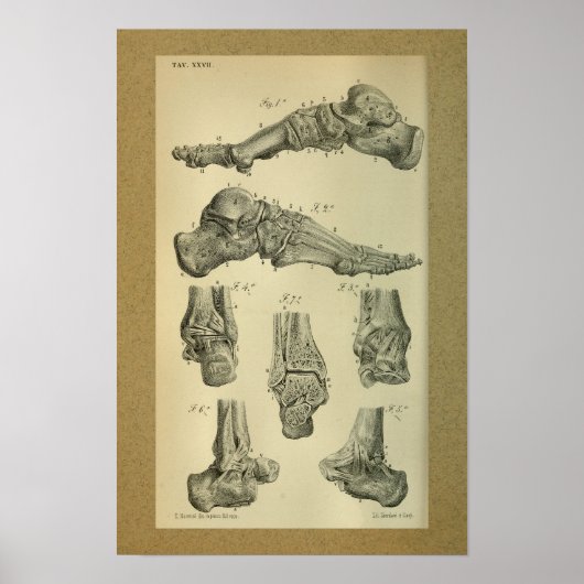 1850  anatomie - Afdrukvoet - sluiting Poster (Voorkant)