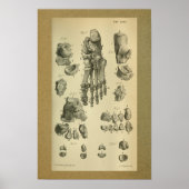 1850  anatomie - Afdrukvoet - sluiting Poster (Voorkant)