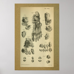 1850  anatomie - Afdrukvoet - sluiting Poster