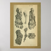 1850  anatomie - Afdrukvoet - sluiting Poster (Voorkant)