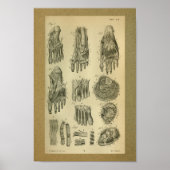 1850  anatomie Afdrukvoetspieren Poster (Voorkant)