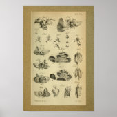1850  anatomie Afdrukzijkant, intern Poster (Voorkant)