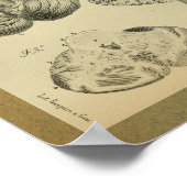 1850  anatomie Print Brain Cerebellum (Hoek)