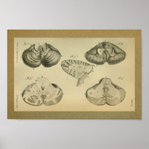 1850 anatomie Print Brain Cerebellum