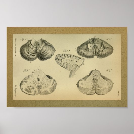1850  anatomie Print Brain Cerebellum (Voorkant)