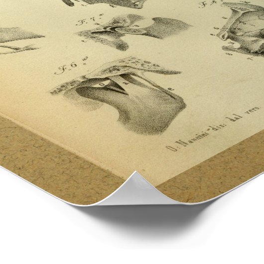 1850  anatomie Print Jaw Skull (Hoek)