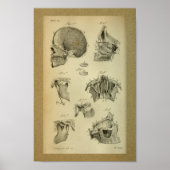 1850  anatomie Print Jaw Skull (Voorkant)