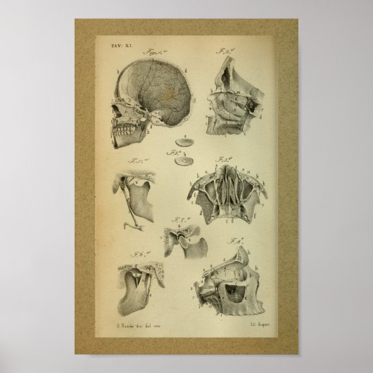 1850  anatomie Print Jaw Skull (Voorkant)
