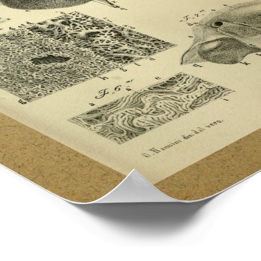 1850  anatomie printmodel poster (Hoek)