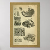 1850  anatomie printmodel poster (Voorkant)