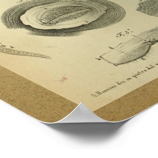 1850  anatomie printoog poster (Hoek)