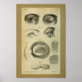 1850  anatomie printoog poster (Voorkant)