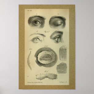 1850  anatomie printoog poster