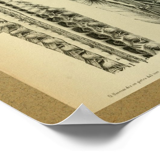 1850  anatomie printruggengraat poster (Hoek)