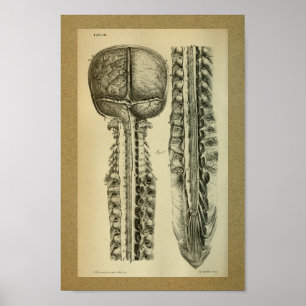 1850  anatomie printruggengraat poster