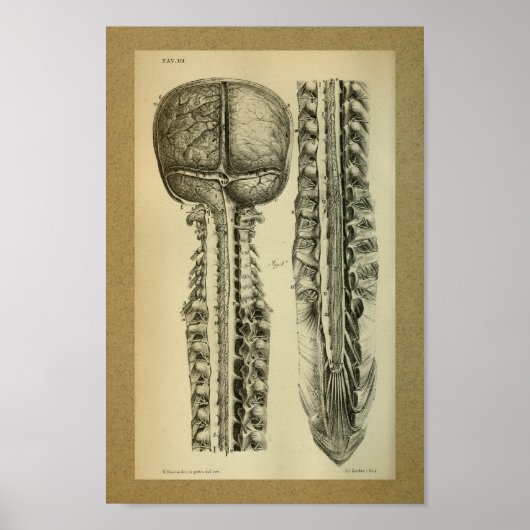 1850  anatomie printruggengraat poster (Voorkant)