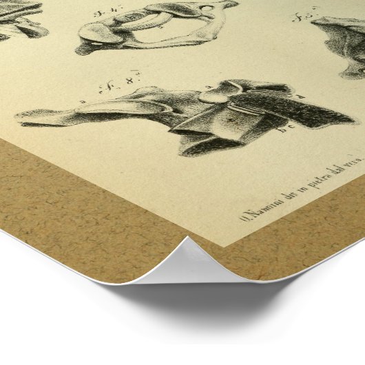 1850  anatomie printruggenwervel poster (Hoek)